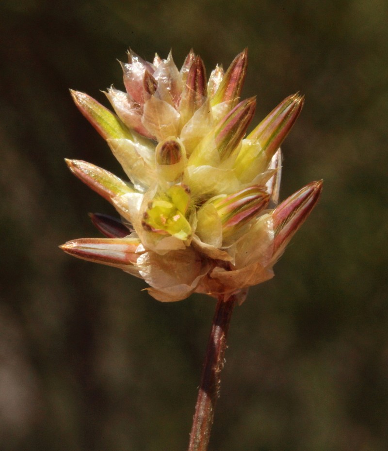 Ptilotus eremita photo 6