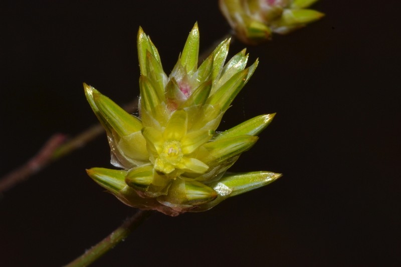 Ptilotus eremita photo 7
