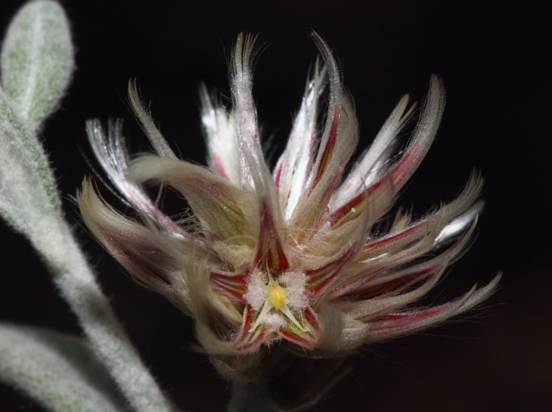 Ptilotus eriotrichus photo 2