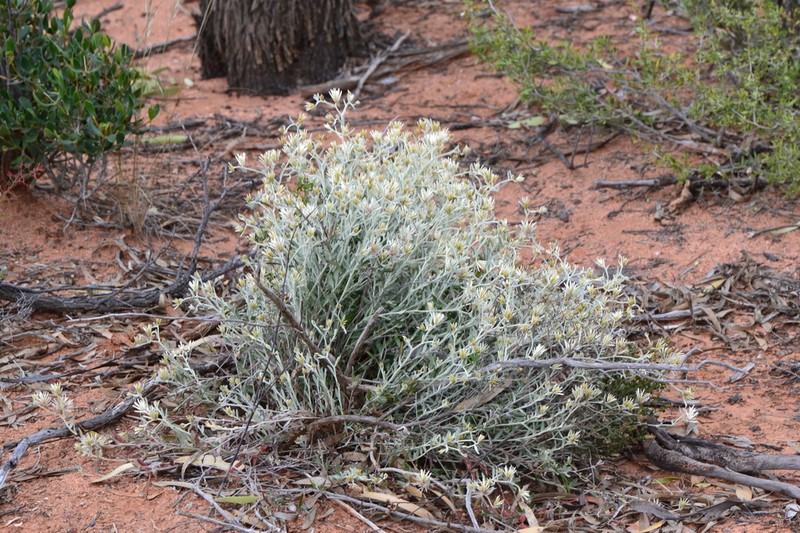 Ptilotus eriotrichus photo 3