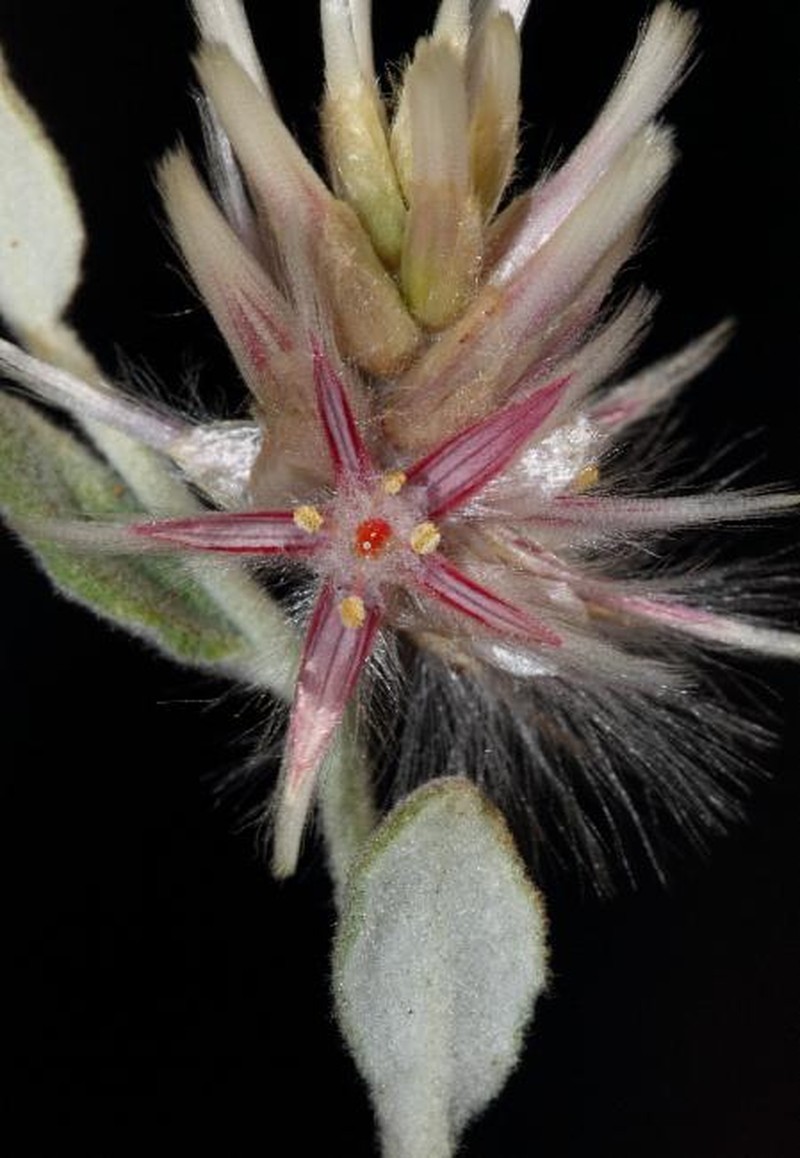 Ptilotus eriotrichus photo 5