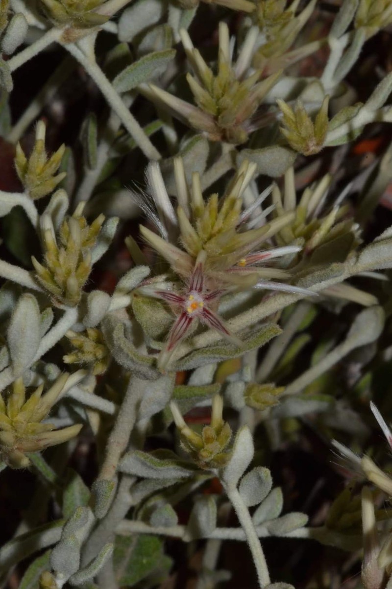 Ptilotus eriotrichus photo 6