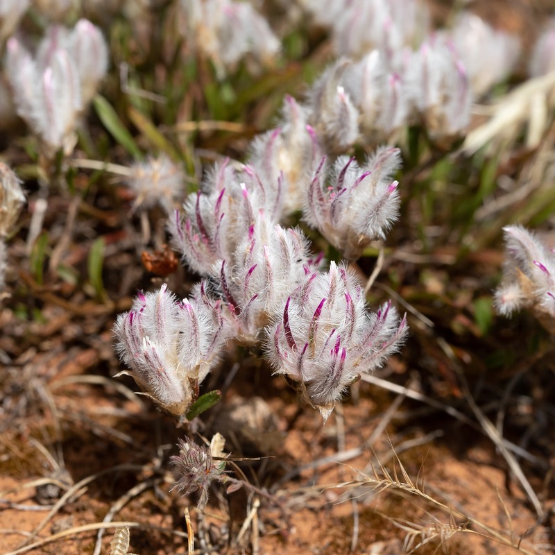 Ptilotus erubescens