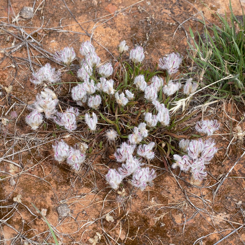 Ptilotus erubescens photo 2