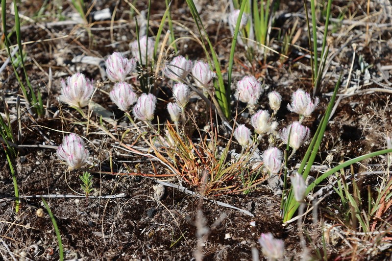 Ptilotus erubescens photo 3