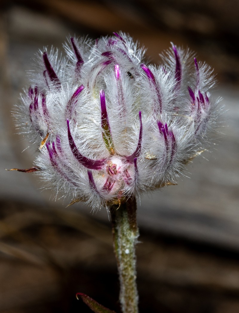 Ptilotus erubescens photo 4