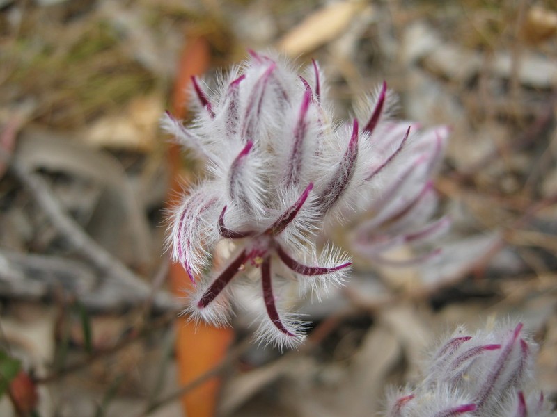 Ptilotus erubescens photo 5