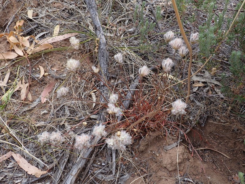 Ptilotus erubescens photo 6