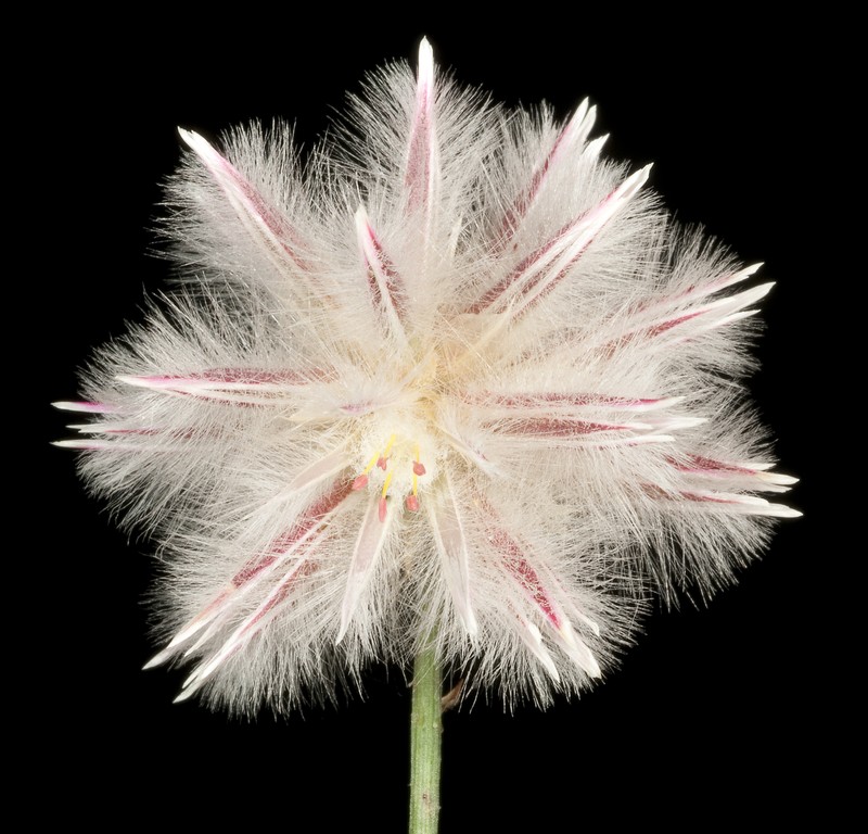 Ptilotus esquamatus