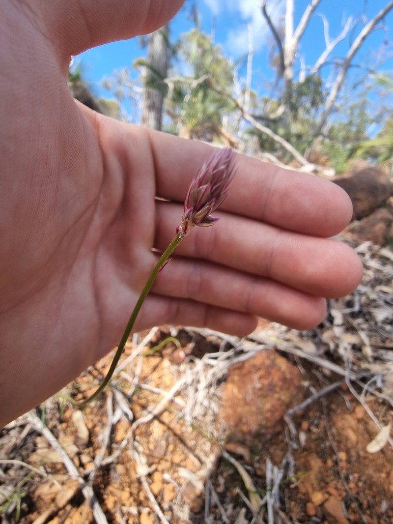 Ptilotus esquamatus photo 2