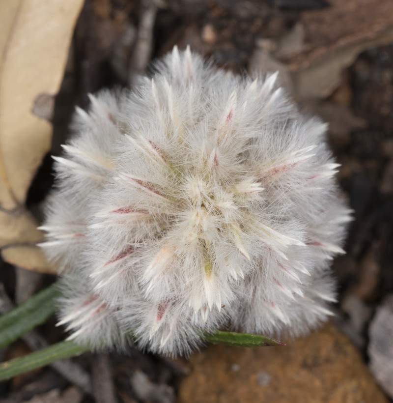 Ptilotus esquamatus photo 3
