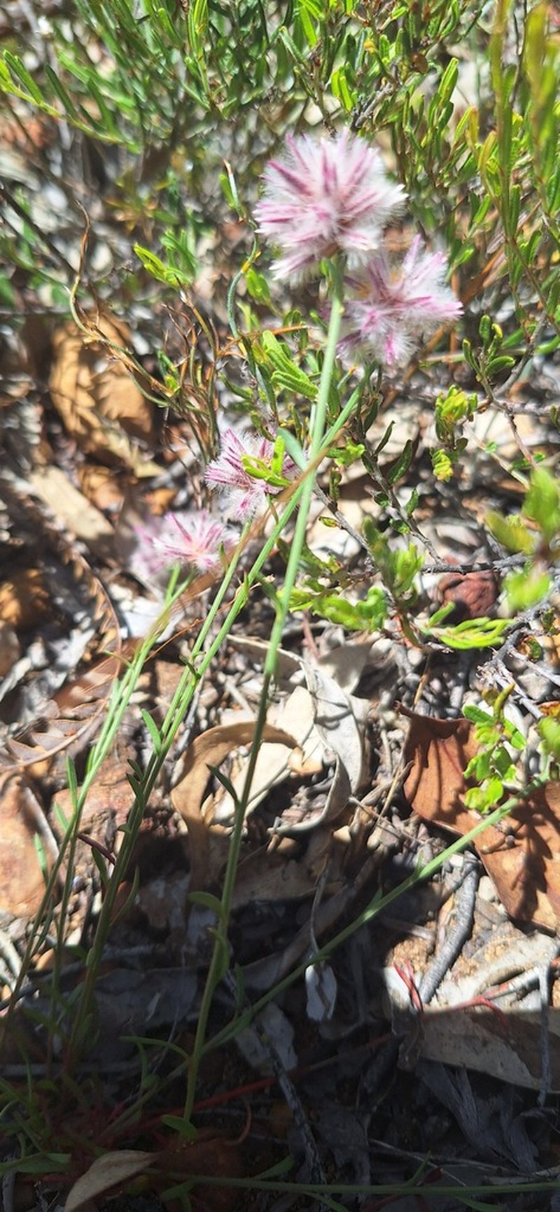 Ptilotus esquamatus photo 4