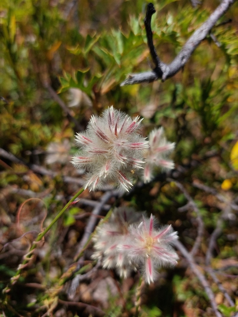 Ptilotus esquamatus photo 5