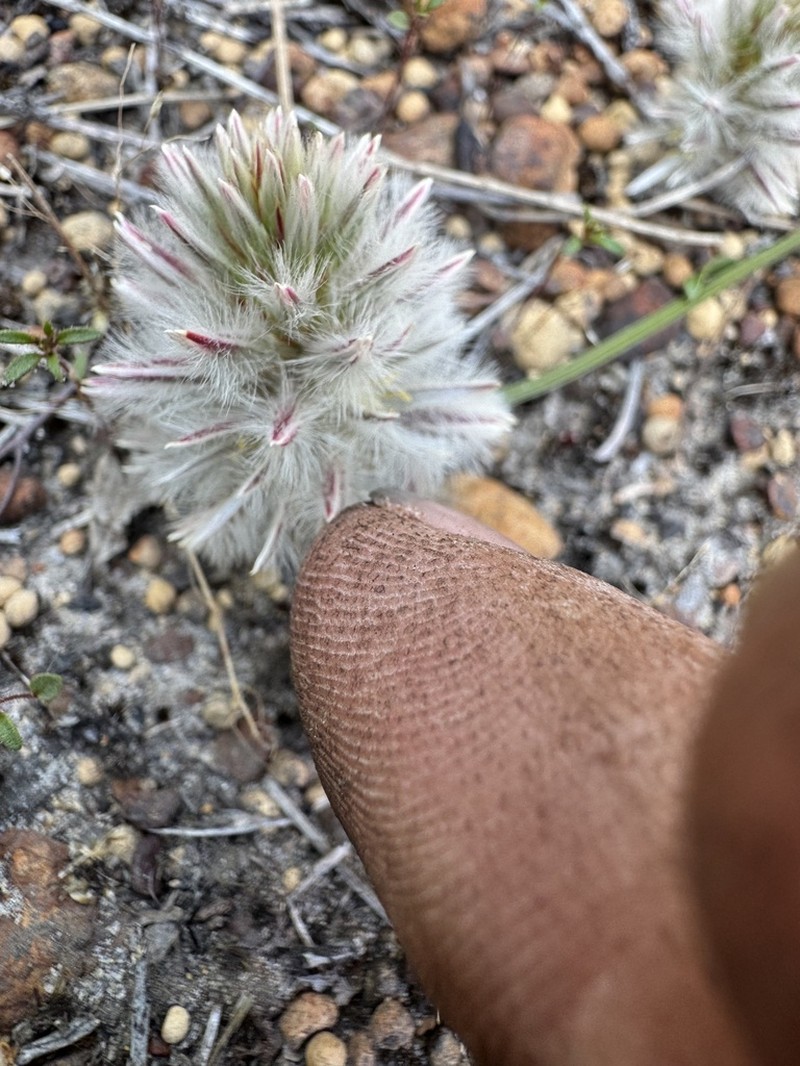 Ptilotus esquamatus photo 6