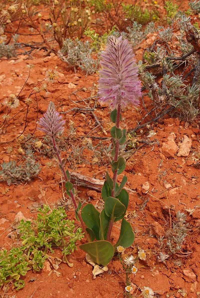 Ptilotus exaltatus