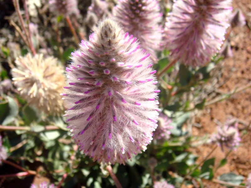 Ptilotus exaltatus photo 2