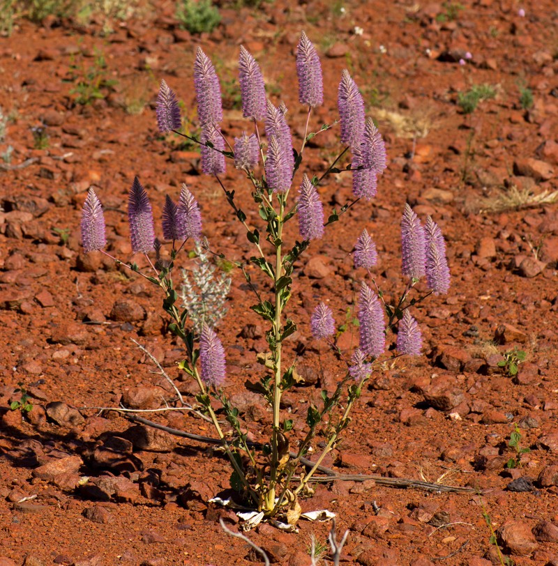 Ptilotus exaltatus photo 3