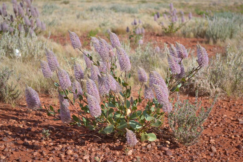 Ptilotus exaltatus photo 5