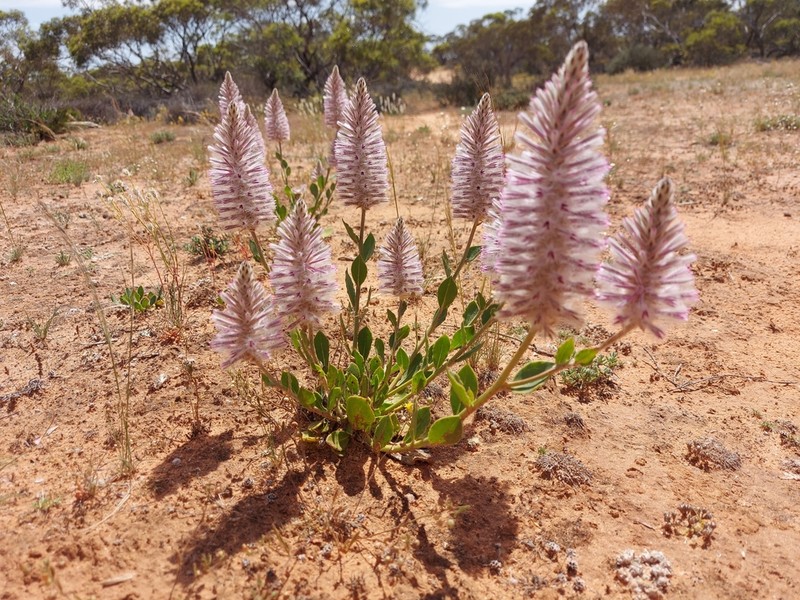 Ptilotus exaltatus photo 6