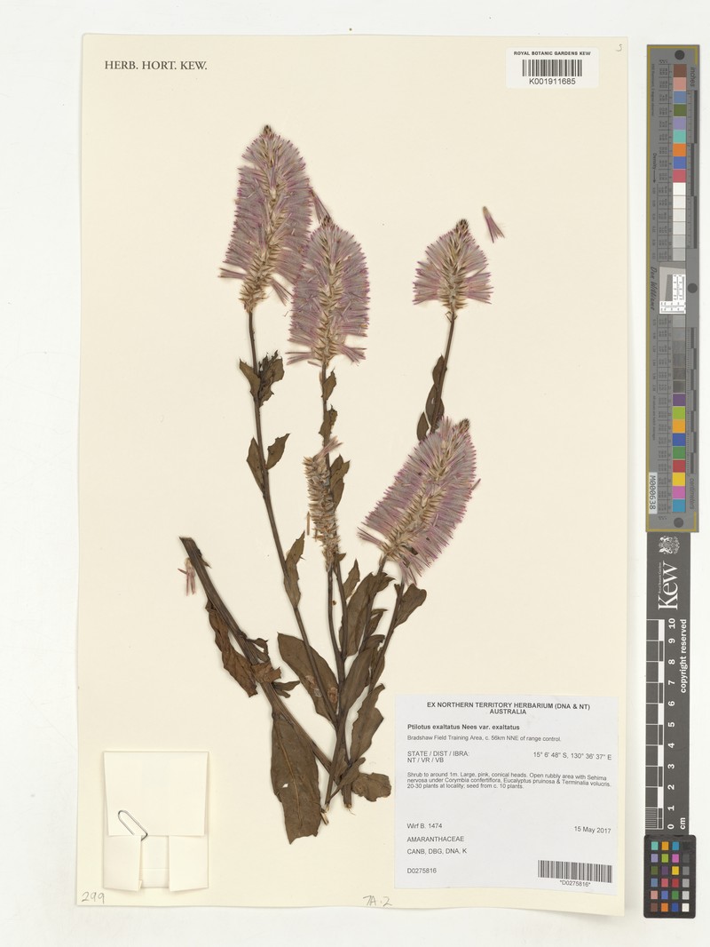 Ptilotus exaltatus var. exaltatus