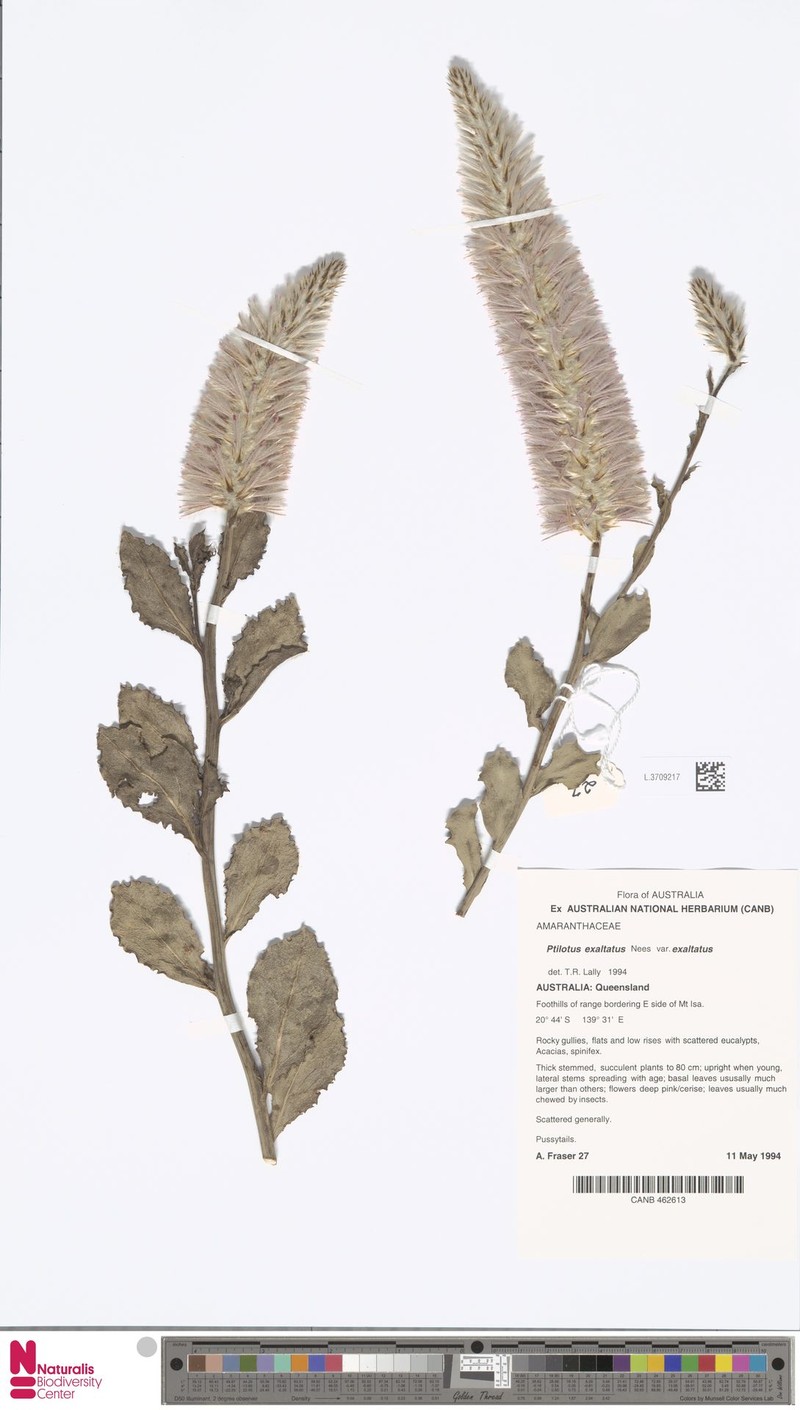 Ptilotus exaltatus var. exaltatus photo 2