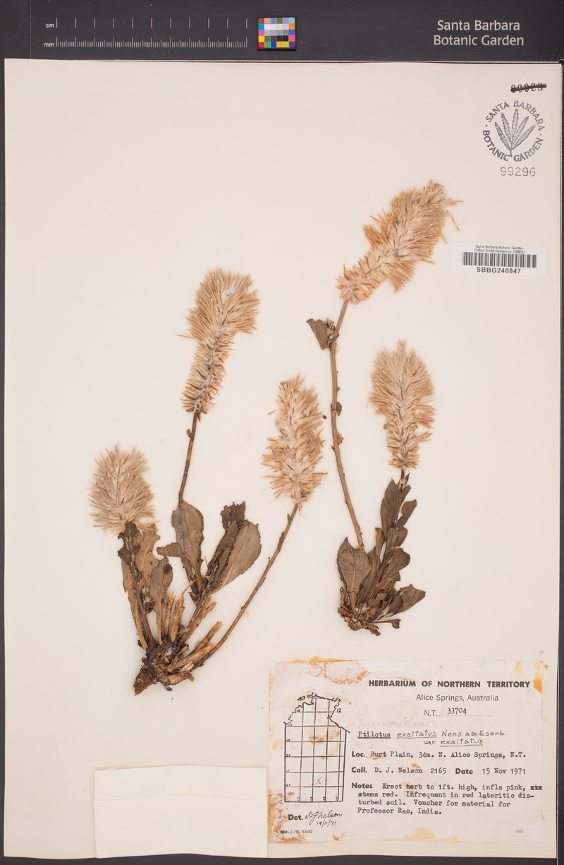 Ptilotus exaltatus var. exaltatus photo 3