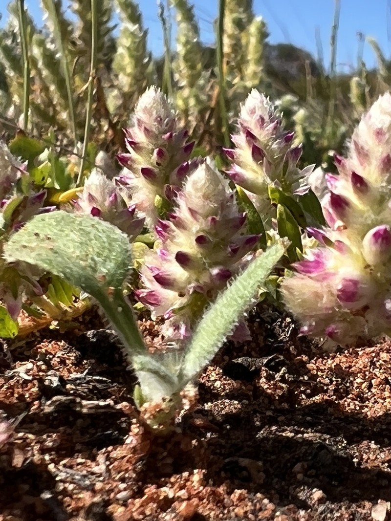 Ptilotus exiliflorus