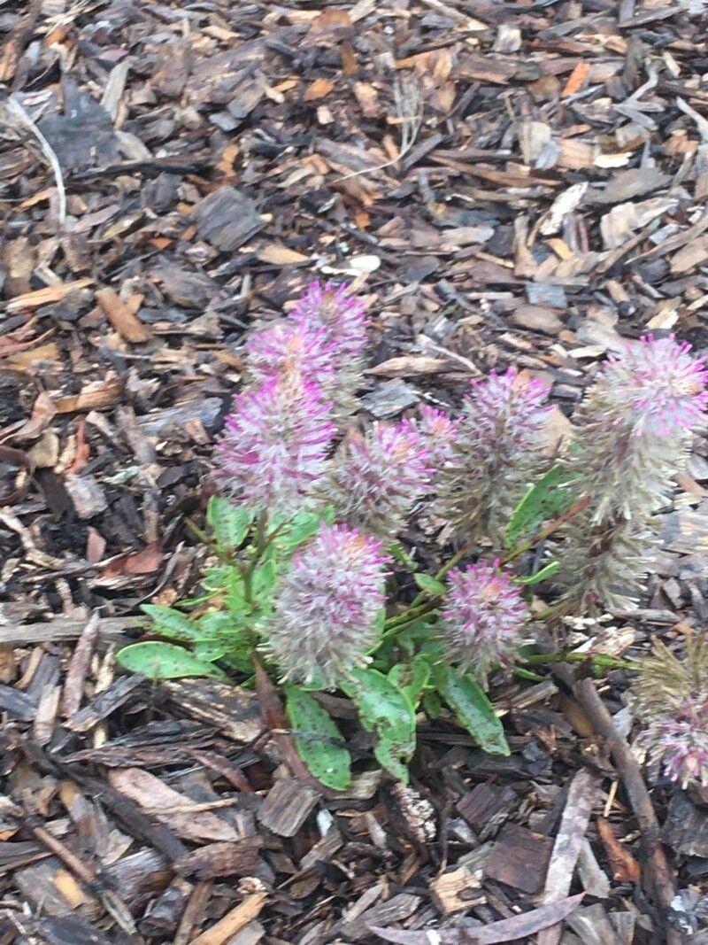 Ptilotus extenuatus