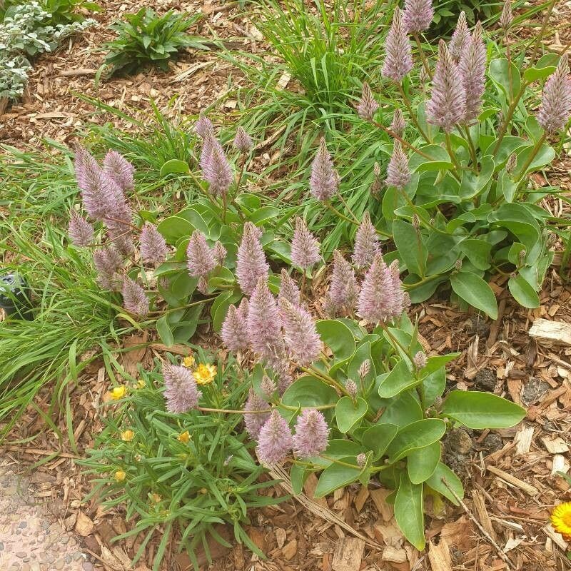 Ptilotus extenuatus photo 2