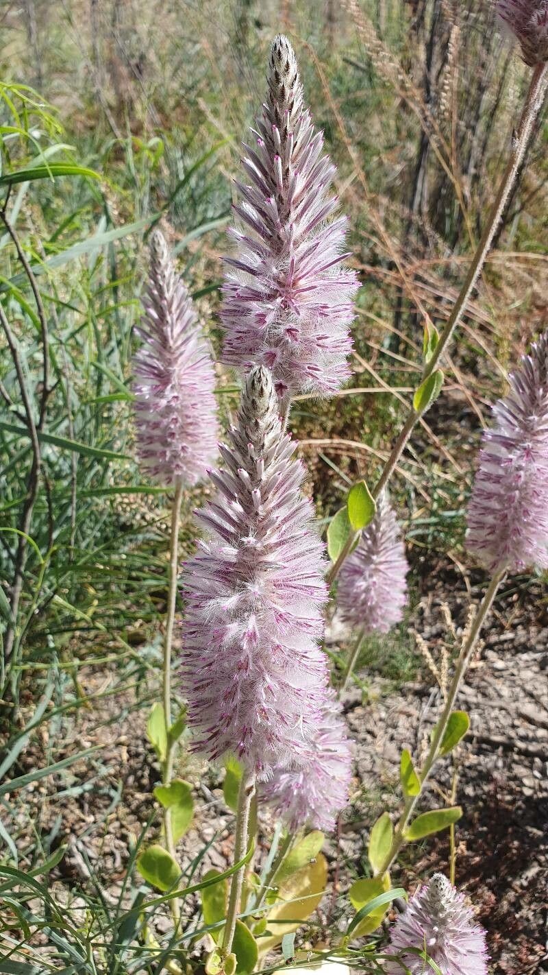 Ptilotus extenuatus photo 3