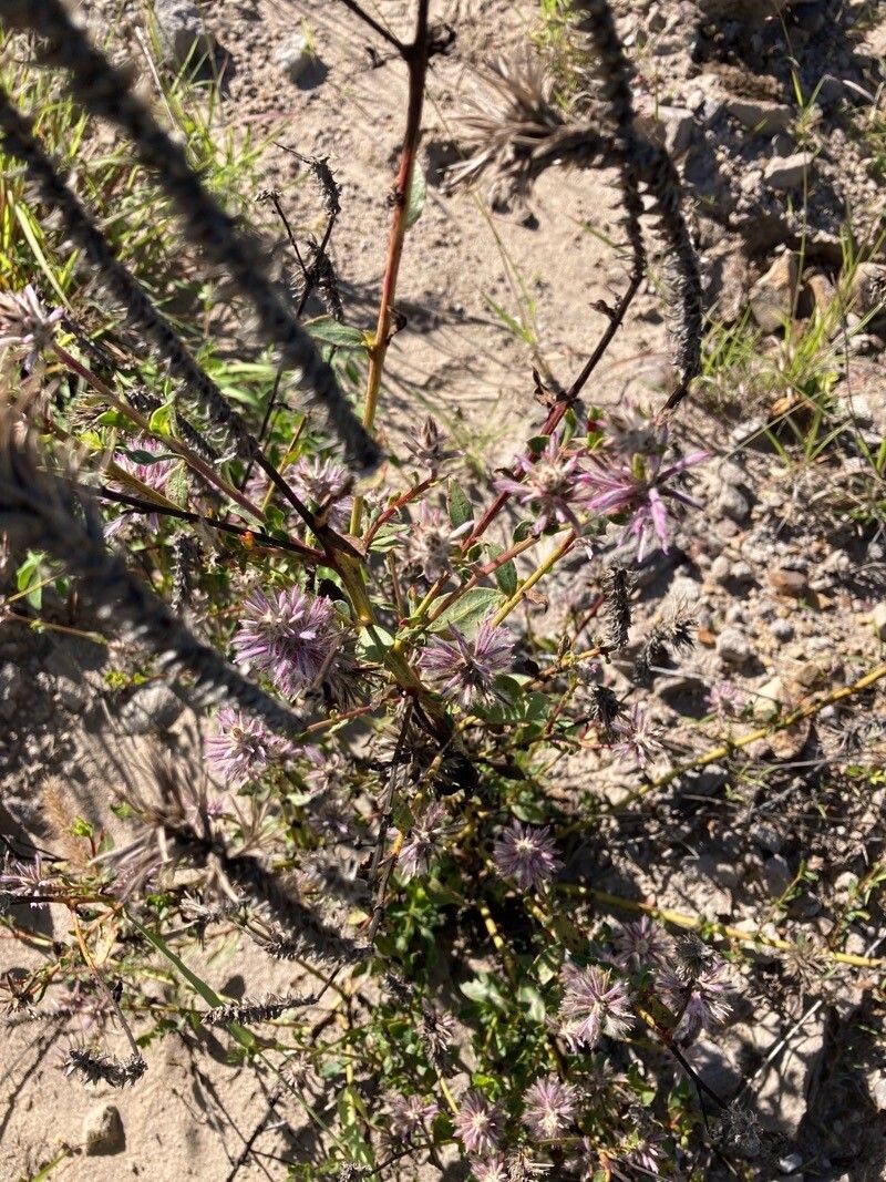 Ptilotus extenuatus photo 4