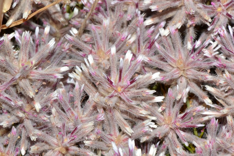 Ptilotus fasciculatus