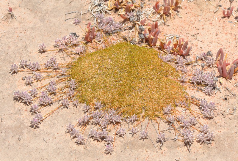 Ptilotus fasciculatus photo 2