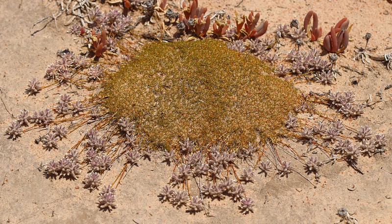 Ptilotus fasciculatus photo 4