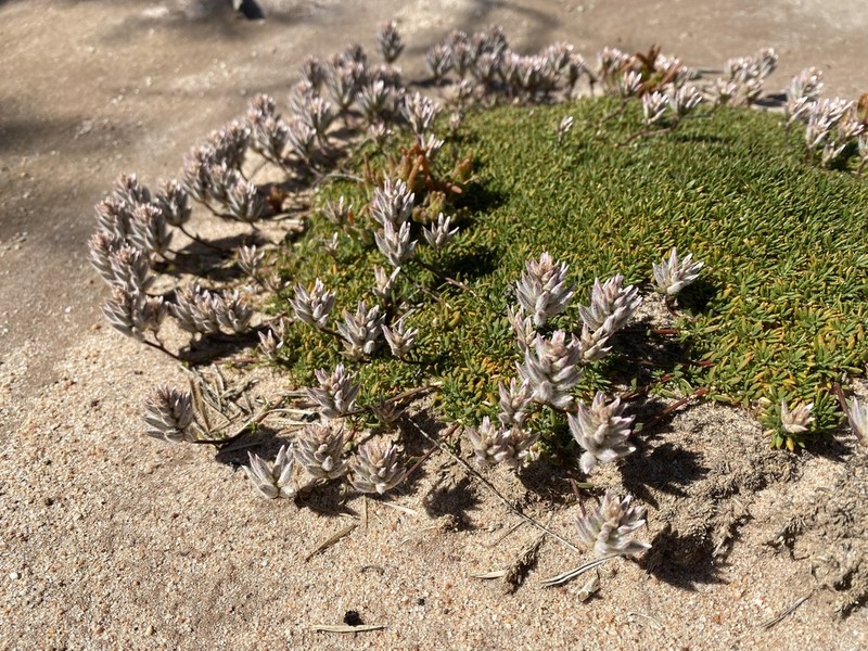 Ptilotus fasciculatus photo 5
