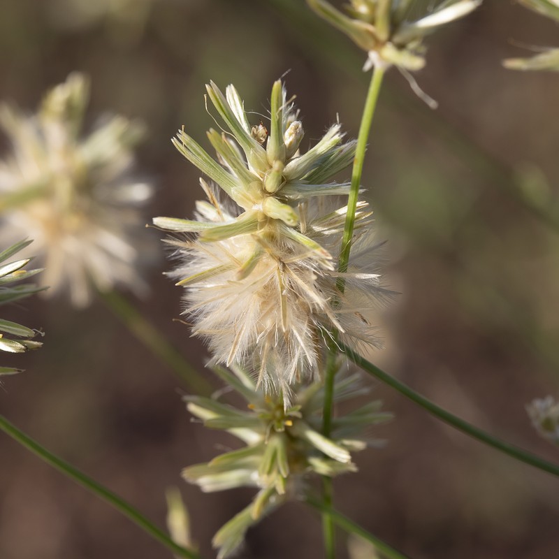 Ptilotus fusiformis