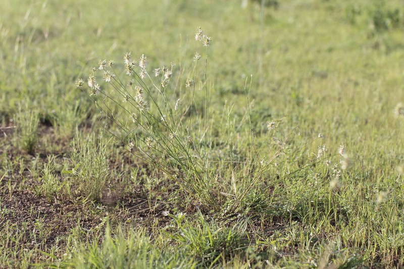 Ptilotus fusiformis photo 2