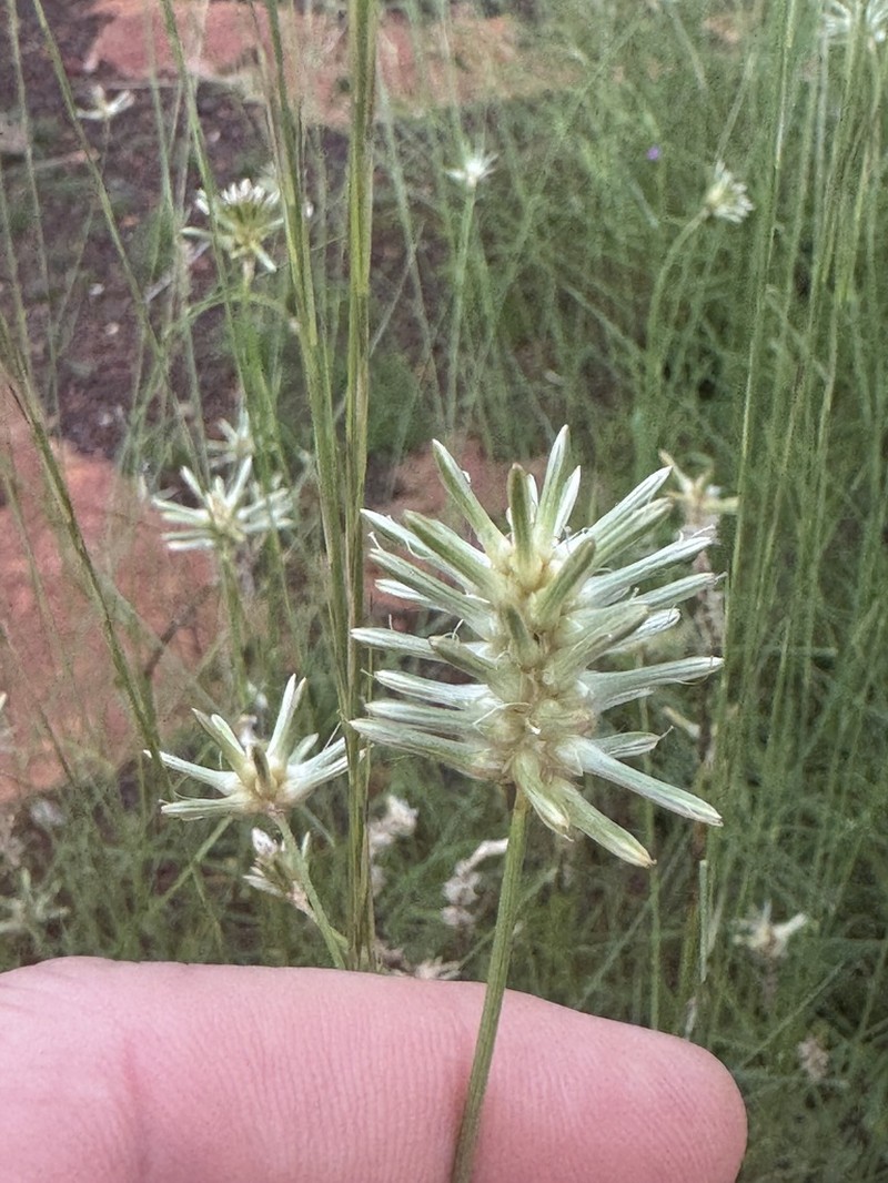 Ptilotus fusiformis photo 3