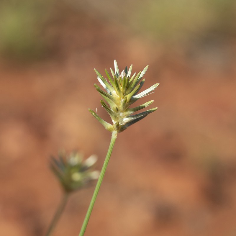 Ptilotus fusiformis photo 4