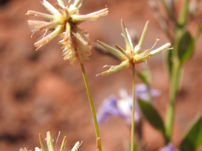 Ptilotus fusiformis photo 5