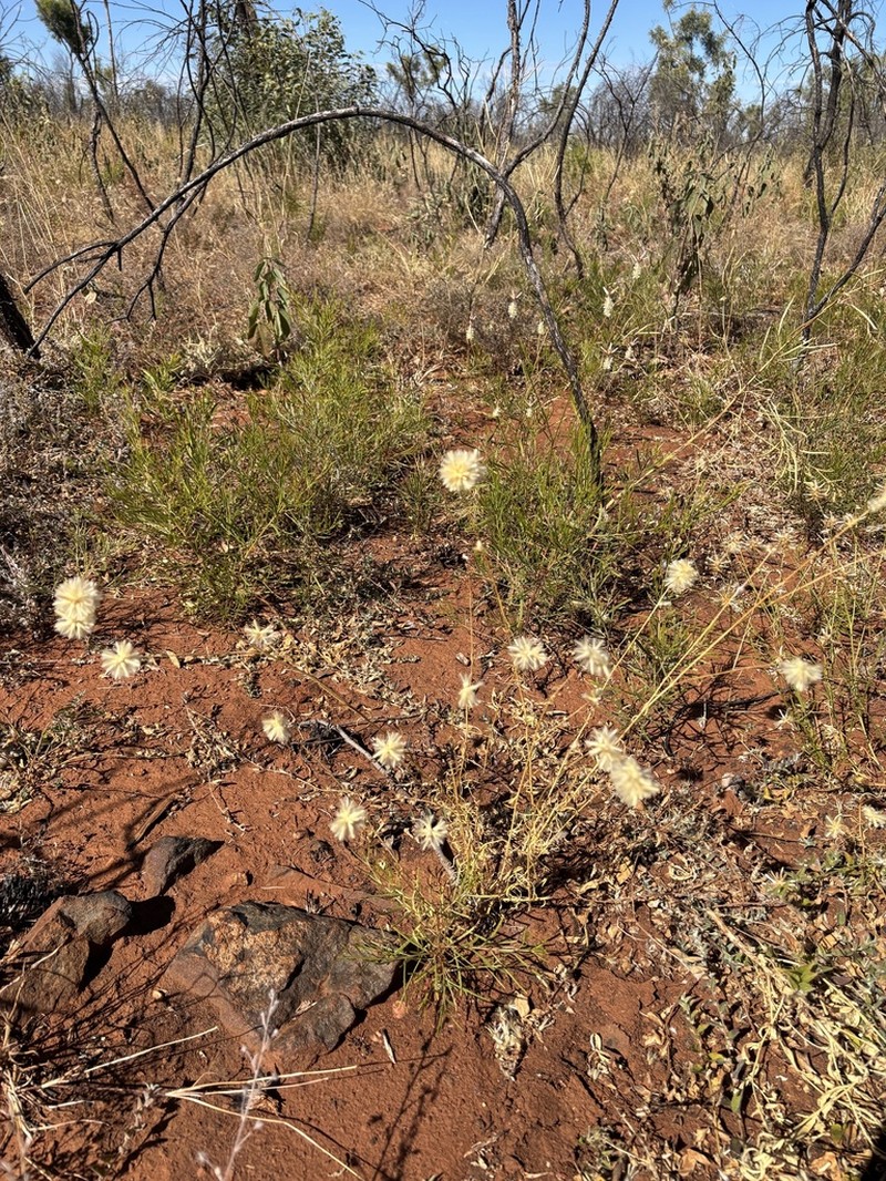 Ptilotus fusiformis photo 6