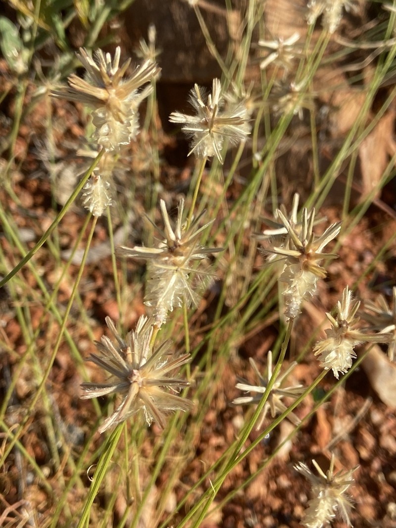 Ptilotus fusiformis photo 7