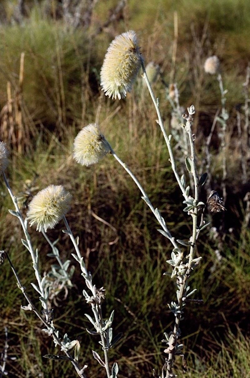 Ptilotus gardneri