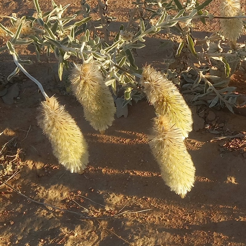 Ptilotus gardneri photo 2