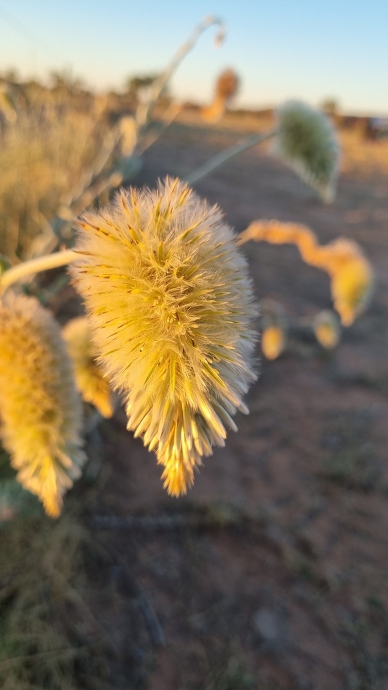 Ptilotus gardneri photo 4