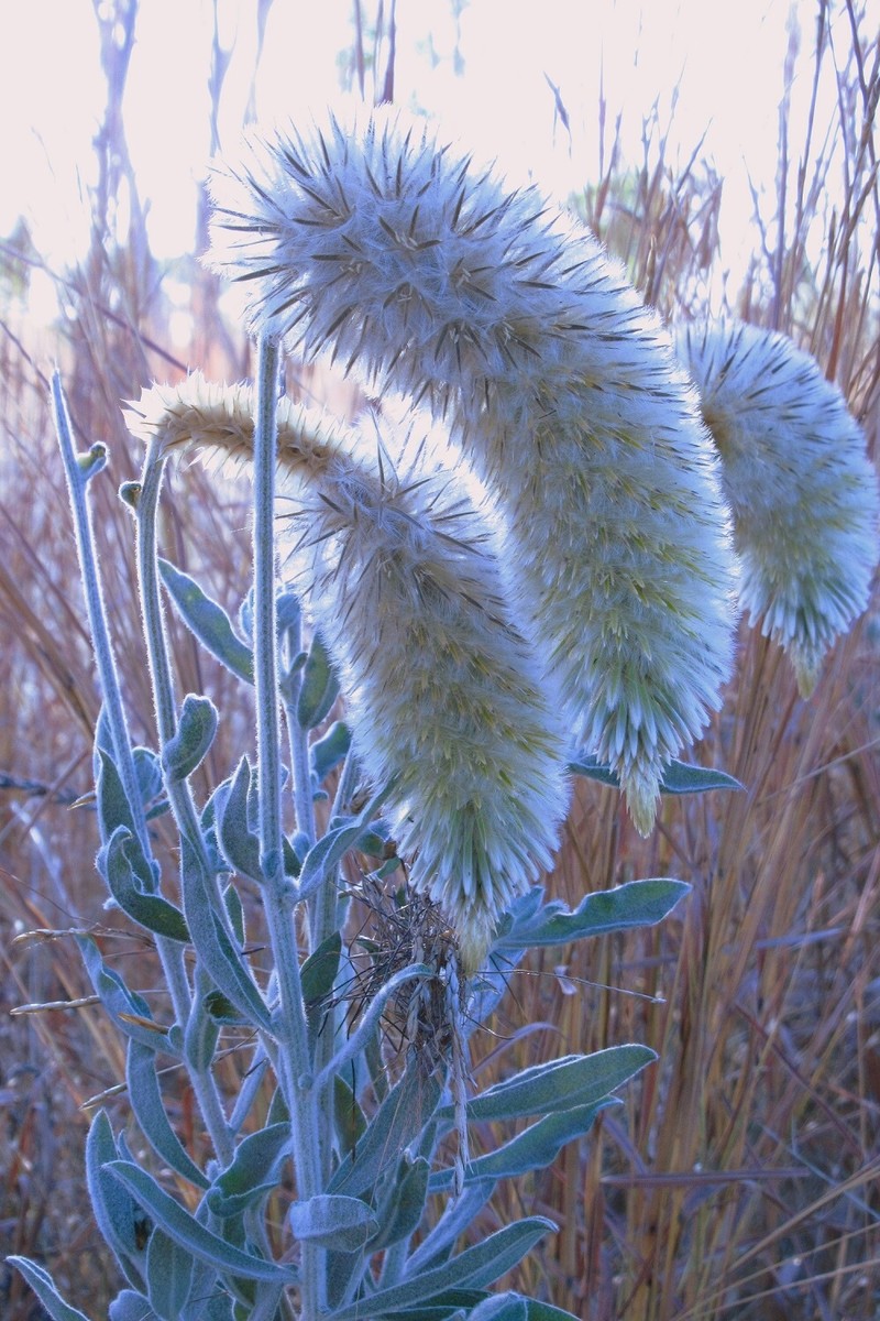 Ptilotus gardneri photo 5