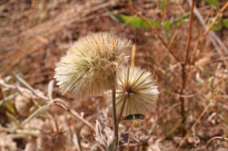 Ptilotus gardneri photo 6