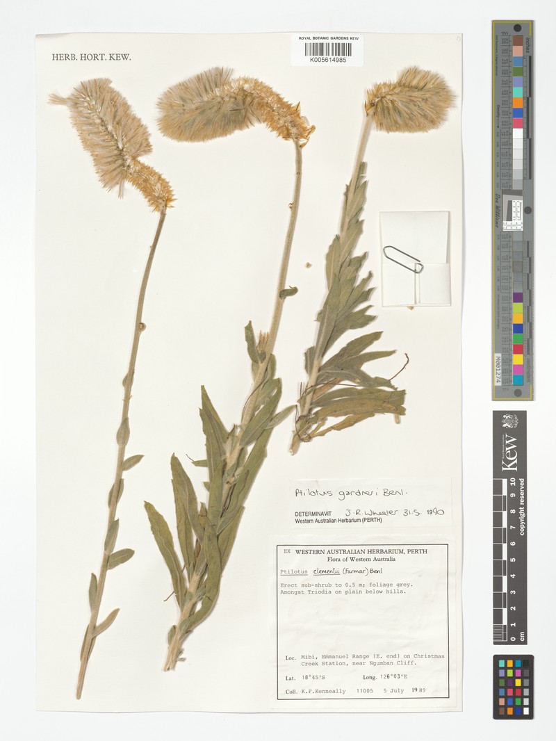 Ptilotus gardneri photo 7