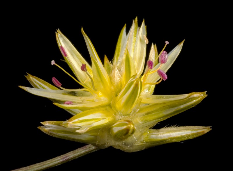 Ptilotus gaudichaudii