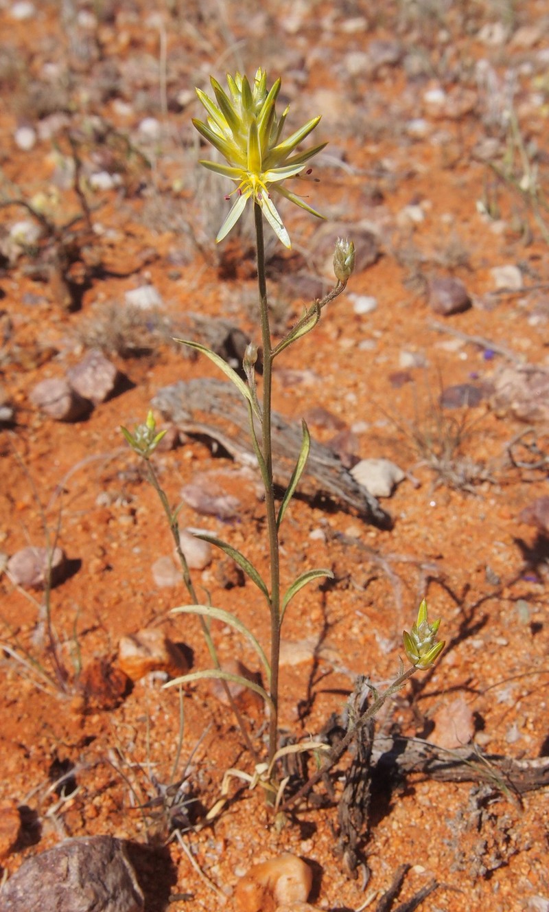 Ptilotus gaudichaudii photo 2